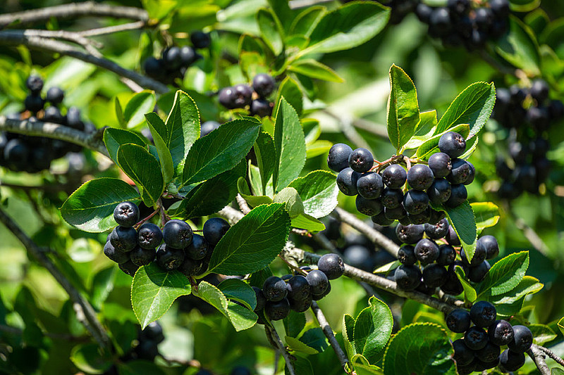 Aronia wächst in frostigen Regionen und wird ab August geerntet. 