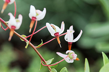 Die kranichartige Form der Blüten hat der Cranberry ihren Namen gegeben. 